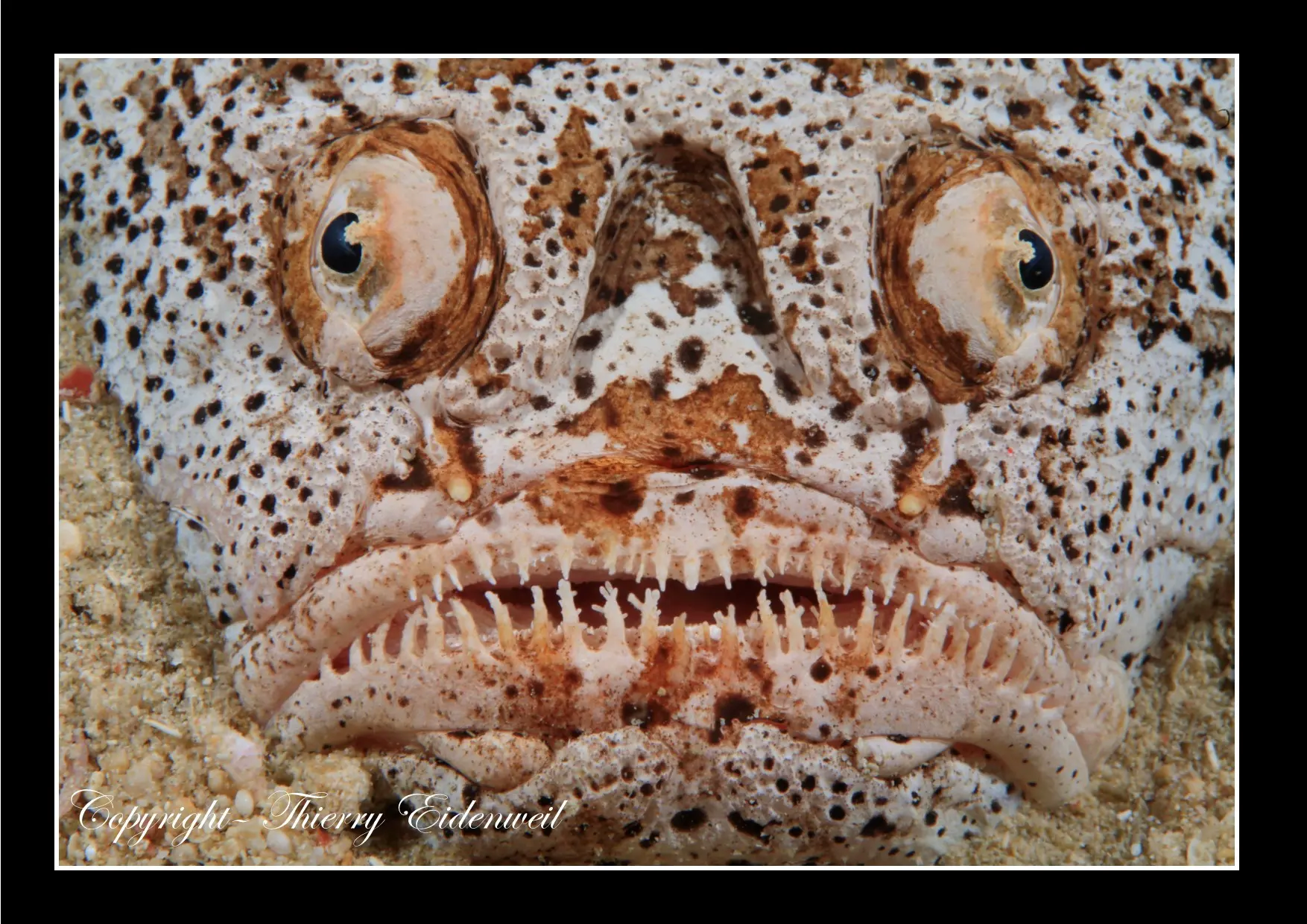 Anilao Macro Dive Media Highlight